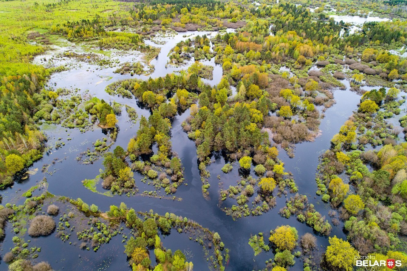 Ольманские болота Украина