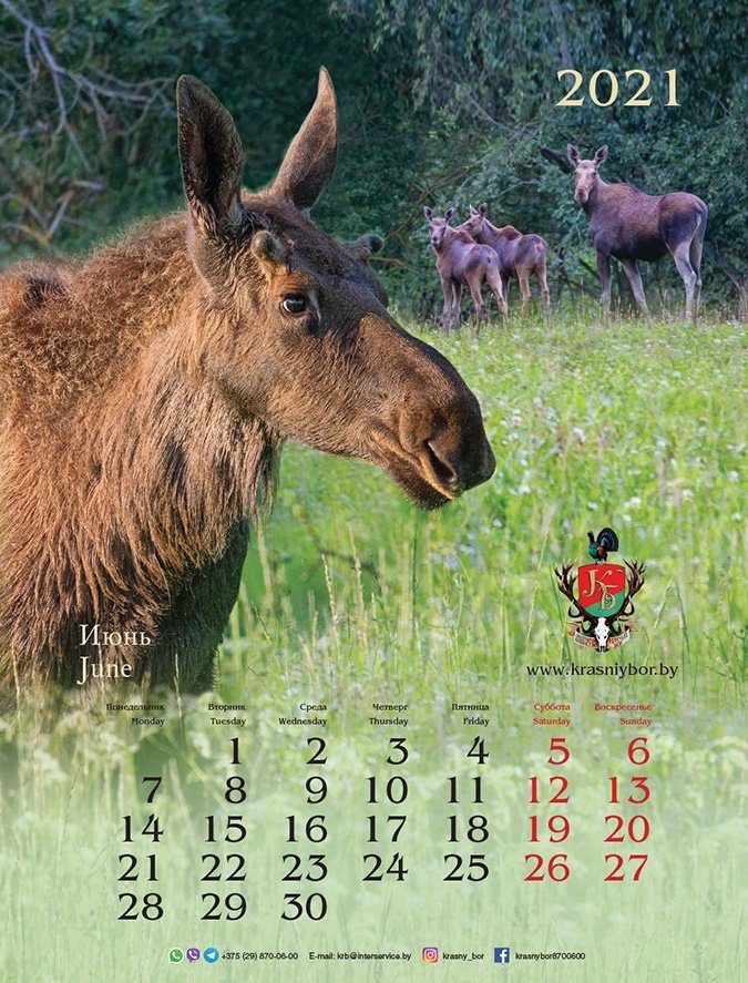 Славянский календарь 2024 темный лось. Самый сложный календарь. Календарь красная книга 2022.