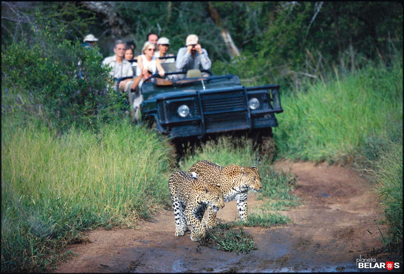 10-Leoparden.jpg