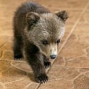 В Борисовском районе медвежонок вышел к людям